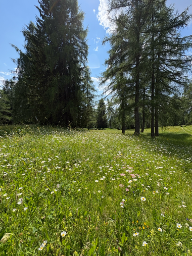 unberuehrte-wiesen.jpg