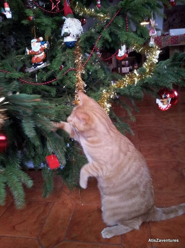 le chat et le sapin de Noël