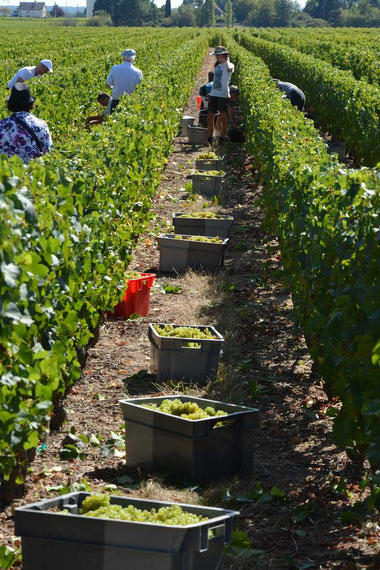 Harvest of Chardonnay grapes to make Crémant de Loire