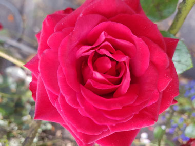 Rose, fotografiert von Eva Wlodarek