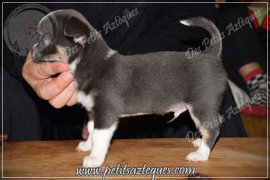 prix d un chihuahua lof - Élevage de chihuahua prix d un chihuahua lof - Élevage de chihuahua