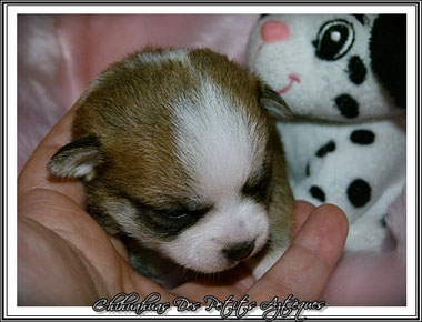 Aliment toxique pour chien : le raisin