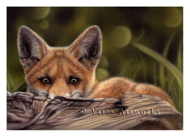 Fuchs gezeichnet mit Pastell - limitierter Kunstdruck für dein Zuhause 