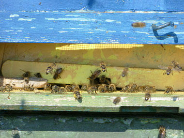 Die Bienen drängen sich durch das noch enge Flugloch. Wird es nochmal kalt oder gar windig, schützt es vor Auskühlung.