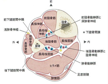 後脛骨筋は深い所にあり、前脛骨動静脈、後脛骨動静脈、腓骨動静脈に囲まれています。