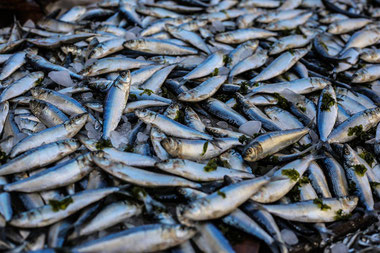 PFAS PBT bioaccumulation in fish