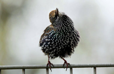 Foto: NABU/Kerstin Kleinke.