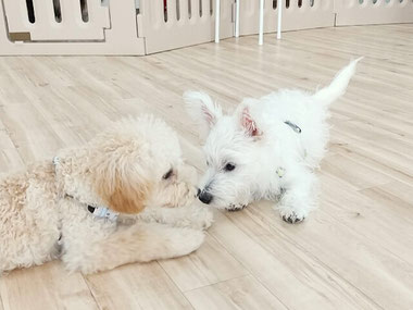 生後5ヶ月までの子犬