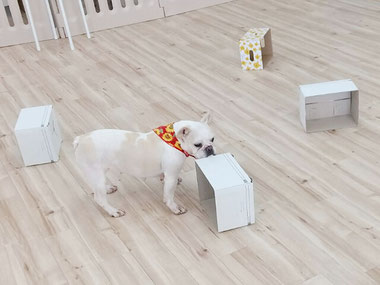 ノーズワーク中のわんちゃん