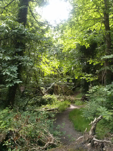 forêt de Lancerf de 600 hectares qui va jusqu'à la rivière du Trieux et du chateau de la Roche Jagu