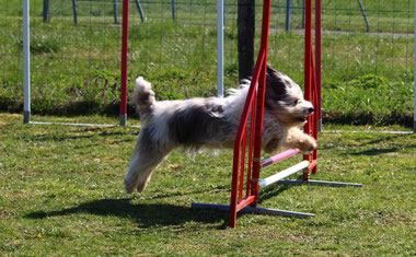 Agility