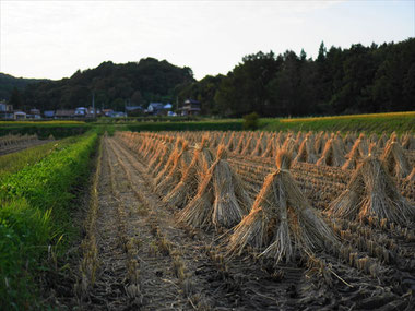 Rice field by SLP