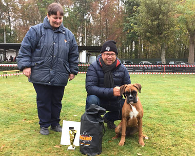 Amy von der Waldnieler Heide Boxer Ausstellung