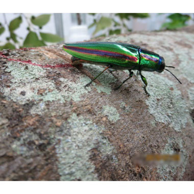 タマムシの生態 ヤマトタマムシ 玉虫研究所 タマムシの生態 ヤマトタマムシ 玉虫研究所