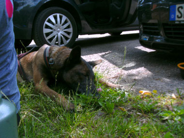 Dogtrekking Dogtrekking Dogtrekking Elbsandstein-Dogtrekking ESDT Harz-Dogtrekking