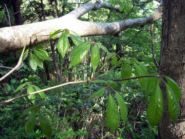 倒れたまま芽吹いているコシアブラの大木