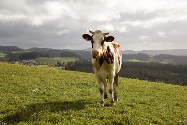 Kuh im Schwarzwald