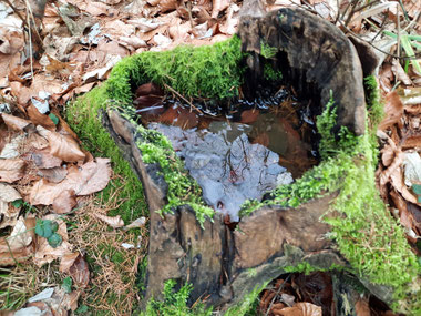 In einem Baumstumpf hat sich Regenwasser gesammelt. Auf dem Boden liegt braunes Laub. 