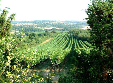 Vigne en lyre, Aligoté