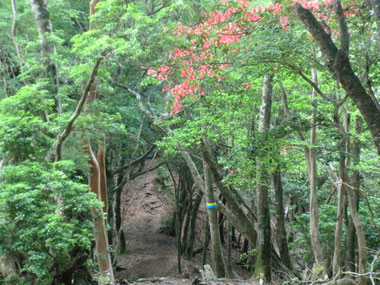 天城峠　登り口　大野純子撮影