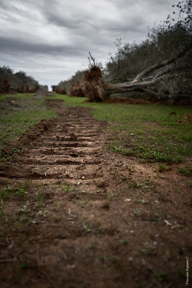 Eradicated Apulian olive trees