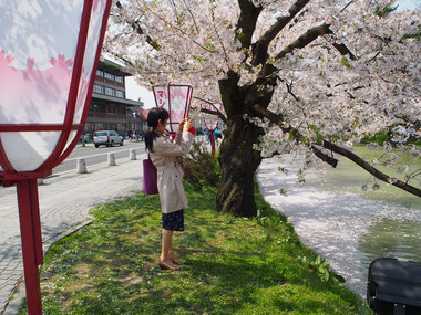 桜まつり、と言えば「ぼんぼり」です♪