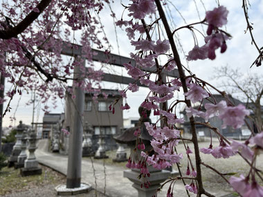 十社大神（十社の宮）南参道脇の枝垂れ桜
