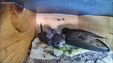 "Teenager"-Küken in Kasten 1