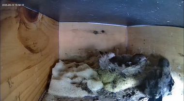 Jungvögel erkunden Kasten 1