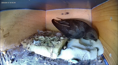 Brütender Altvogel in Kasten 2