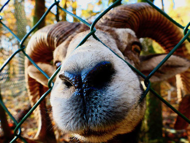 Mufflon im Tiergarten Neustrelitz