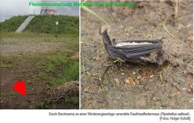 Fledermaus getötet durch Boratrauma     Foto: Holger Schütt   