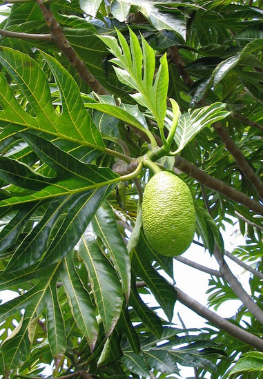 'Ulu breadfruit Amy Greenwell Garden Hawaii