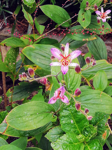 ＜鎌倉花便り10月＞ホトトギス／浄明寺