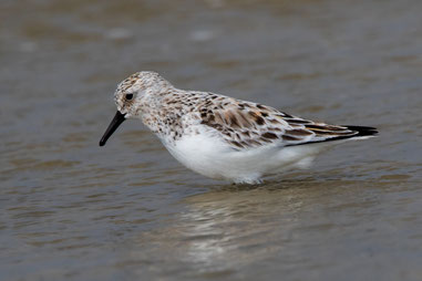 LIMIKOLEN, Sanderling
