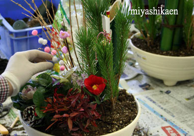 毎年宮子花園の寄せ植え教室を開催する恒例になっている公民館では、少し趣向を変えた寄せ植えをすることもあります。