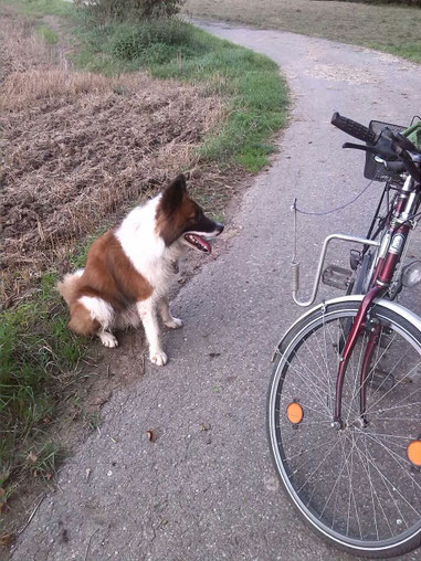 Balino lernt am Fahrrad zu laufen