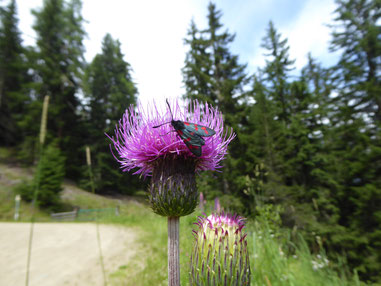 Bergscharte mit Blutströpfchen