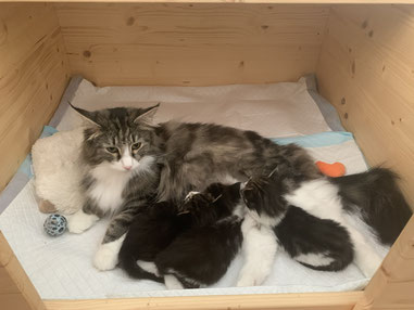 S*Utblickens Godiva mit ihren Kitten