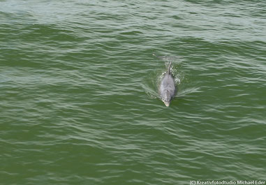 Flipper