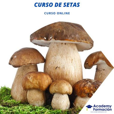 curso de setas