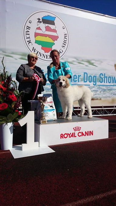 Baltic Winner 2015 International show Best in Show Baby Puppy - Echo de'Chien Escuda pour Garcon