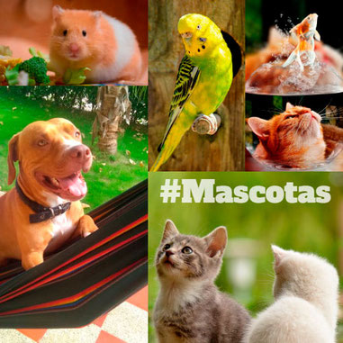 Mascotas y presupuesto
