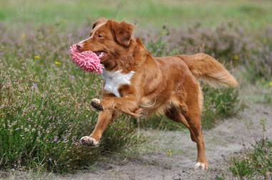 Enjoys Life Nsdtr Kennel Enjoys Life