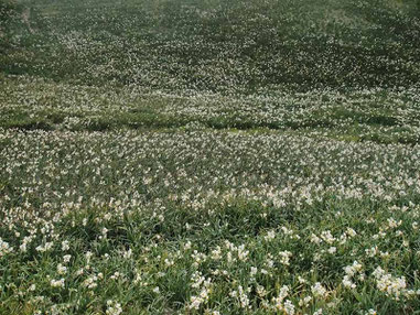 　スイセン　　かなり大規模な植栽です。