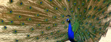 Foto: Tierpark Sommerhausen