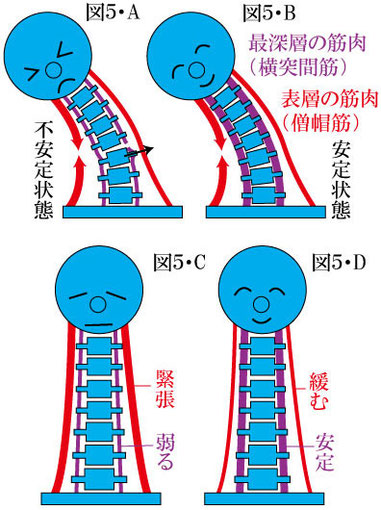 脊椎の動的安定性