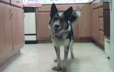 Jumpy the dog
