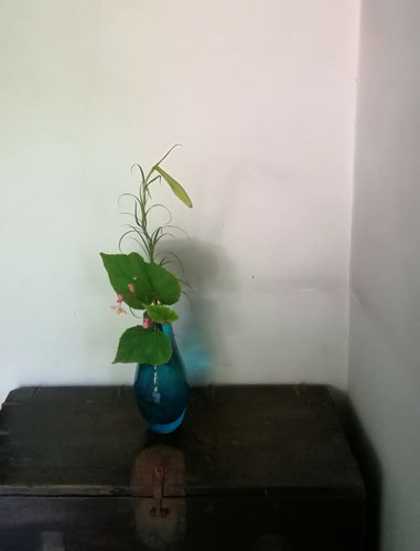 高砂百合・秋海棠