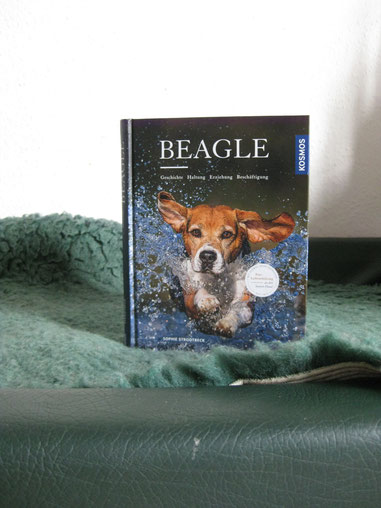 Wenn schon keinen Beagle, dann ein Beaglebuch im Körbchen!